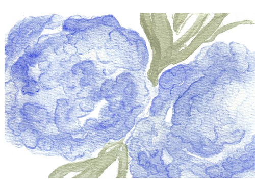 Watercolor Blue Hydrangea Print- Adelaide Designs
